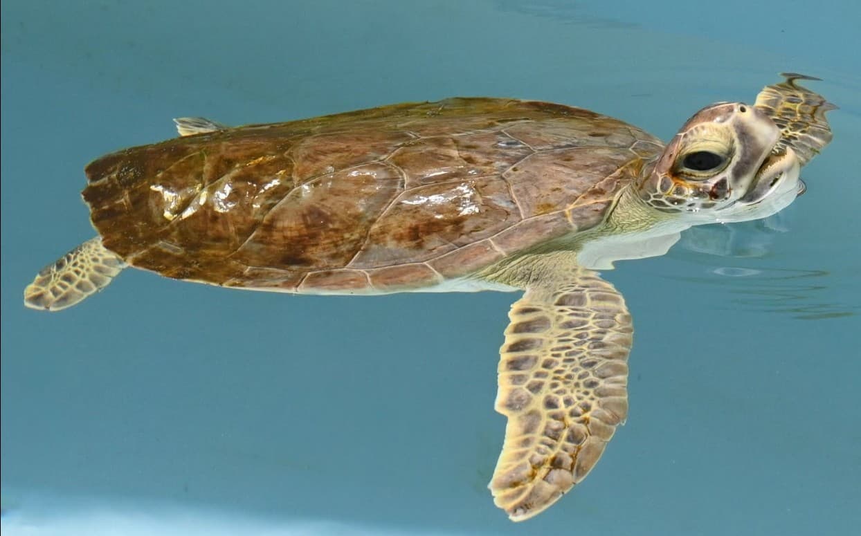 Beluga, Green Sea Turtle (juvenile)