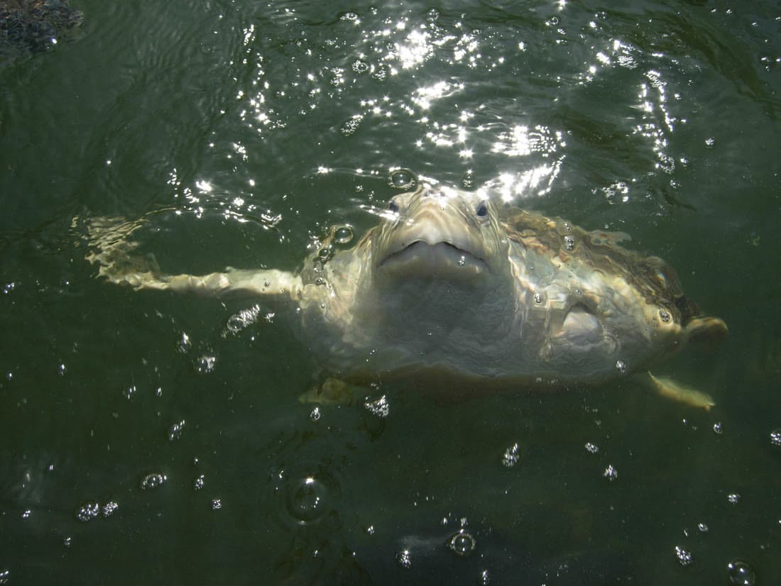 Bender, Kemp's Ridley Sea Turtle
