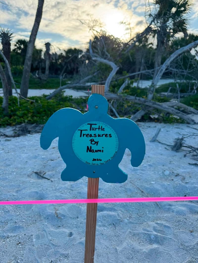 Baby sea turtles from Naomi's First Adopted Nest