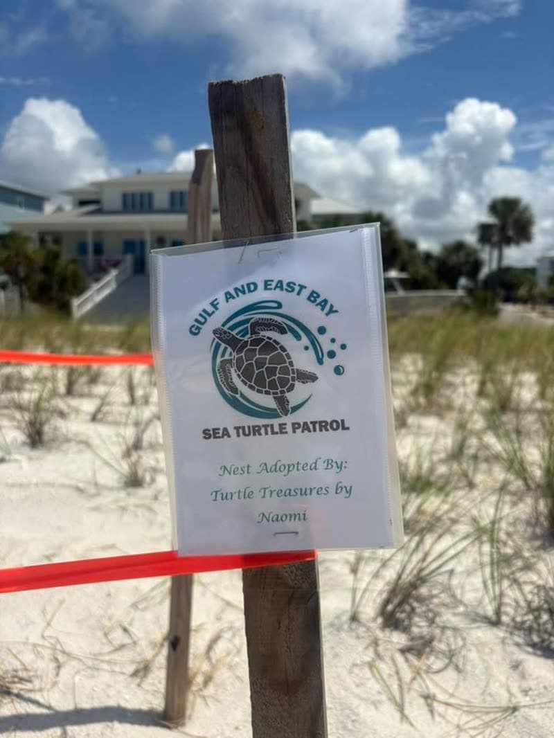 Baby sea turtles from A Nest She Helped Protect