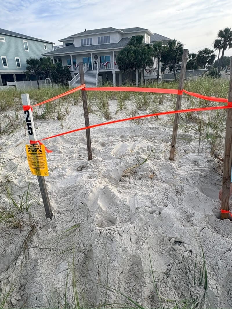 Baby sea turtles from Another Nest on the Coast