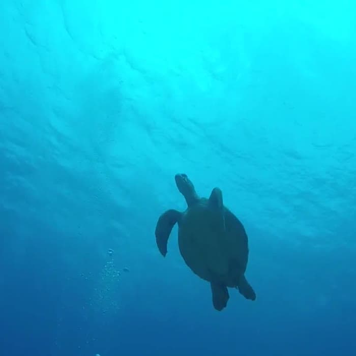 Sea turtle facts and updates