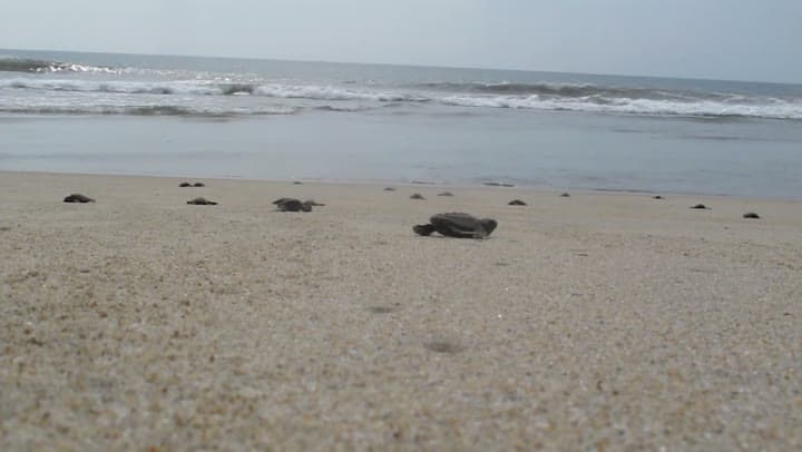 Baby sea turtles from Naomi's First Adopted Nest