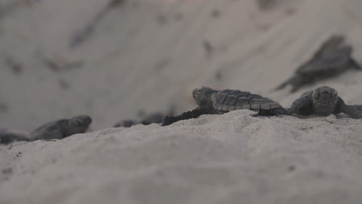 Baby sea turtles from Nesting Season Sponsorship